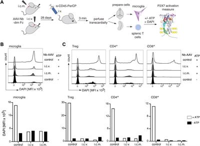 Effective targeting of microglial P2X7 following intracerebroventricular delivery of <mark class="highlighted">nanobodies</mark> and nanobody-encoding AAVs